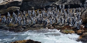 See-the-penguins-in-PE